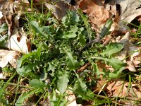 Cardaminopsis arenosa 5, Rozetsteenkers, Saxifraga-Rutger Barendse