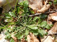 Cardaminopsis arenosa 7, Rozetsteenkers, Saxifraga-Rutger Barendse