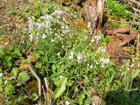Cardaminopsis arenosa 8, Rozetsteenkers, Saxifraga-Rutger Barendse