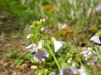 Cardaminopsis arenosa 9, Rozetsteenkers, Saxifraga-Rutger Barendse