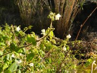 Cardiospermum grandiflorum 1, Saxifraga-Rutger Barendse