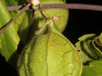 Cardiospermum grandiflorum 2, Saxifraga-Rutger Barendse