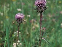 Carduncellus caeruleus 2, Saxifraga-Inigo Sanchez