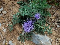 Carduncellus mitissimus 11, Saxifraga-Ed Stikvoort : Posada de Valdeón - Espinama s9900