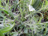 Carduncellus mitissimus 4, Saxifraga-Rutger Barendse