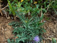 Carduncellus mitissimus 6, Saxifraga-Ed Stikvoort : Posada de Valdeón - Espinama s9900