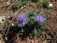 Carduncellus mitissimus 8, Saxifraga-Ed Stikvoort : Posada de Valdeón - Espinama s9900