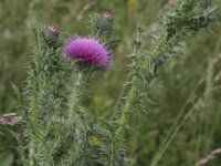 Carduus acanthoides 5, Langstekelige distel, Saxifraga-Peter Meininger