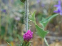 Carduus arabicus 3, Saxifraga-Ed Stikvoort