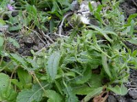 Carduus baeocephalus 4, Saxifraga-Rutger Barendse