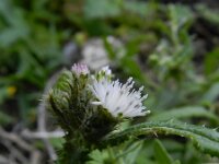 Carduus baeocephalus 5, Saxifraga-Rutger Barendse