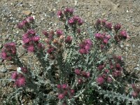 Carduus carlinoides 3, Saxifraga-Jan van der Straaten
