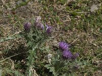 Carduus carlinoides ssp carlinoides 6, Saxifraga-Willem van Kruijsbergen