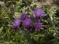 Carduus carlinoides ssp carlinoides 7, Saxifraga-Willem van Kruijsbergen