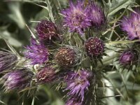 Carduus carlinoides ssp hispanicus 2, Saxifraga-Marijke Verhagen