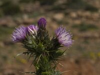 Carduus carlinoides ssp hispanicus 4, Saxifraga-Jan van der Straaten