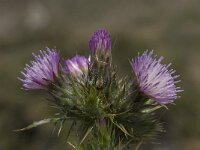 Carduus carlinoides ssp hispanicus 5, Saxifraga-Willem van Kruijsbergen