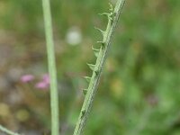 Carduus defloratus 25, Saxifraga-Sonja Bouwman  Alpine thistle - Carduus defloratus - Asteraceae familie