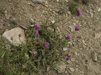Carduus defloratus ssp defloratus 1, Saxifraga-Willem van Kruijsbergen