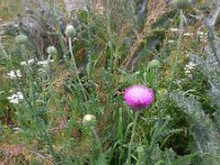 Carduus hamulosus 2, Saxifraga-Ed Stikvoort.tif