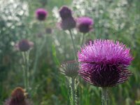 Carduus hamulosus 3, Saxifraga-Ed Stikvoort