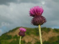 Carduus hamulosus 5, Saxifraga-Ed Stikvoort