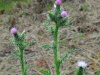Carduus meonanthus ssp meonanthus 1, Saxifraga-Ed Stikvoort