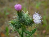 Carduus meonanthus ssp meonanthus 2, Saxifraga-Ed Stikvoort