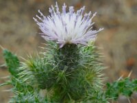 Carduus meonanthus ssp meonanthus 3, Saxifraga-Ed Stikvoort
