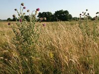 Carduus nutans 10, Knikkende distel, Saxifraga-Hans Boll