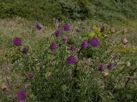 Carduus nutans 32, Knikkende distel, Saxifraga-Jan van der Straaten