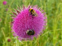 Carduus nutans 54, Knikkende distel, Saxifraga-Hans Grotenhuis