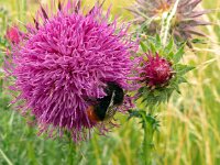 Carduus nutans 55, Knikkende distel, Saxifraga-Hans Grotenhuis