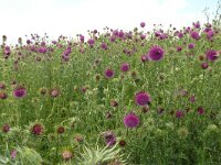 Carduus nutans 58, Knikkende distel, Saxifraga-Hans Grotenhuis