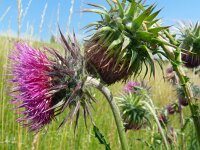 Carduus nutans 60, Knikkende distel, Saxifraga-Hans Grotenhuis