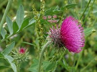 Carduus nutans ssp alpicola 5, Saxifraga-Jan van der Straaten