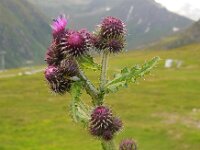 Carduus personata 7, Saxifraga-Ed Stikvoort