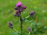 Carduus personata 9, Saxifraga-Ed Stikvoort