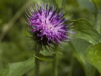 Carduus personata ssp personata 1, Saxifraga-Jan van der Straaten