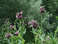 Carduus personata ssp personata 2, Saxifraga-Jan van der Straaten