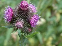 Carduus personata ssp personata 3, Saxifraga-Jan van der Straaten