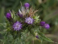 Carduus tenuiflorus 2, Tengere distel, Saxifraga-Willem van Kruijsbergen