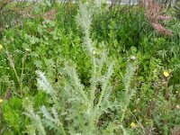 Carduus tenuiflorus 5, Tengere distel, Saxifraga-Rutger Barendse
