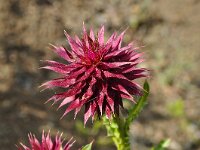 Carduus thoermeri 2, Saxifraga-Harry Jans