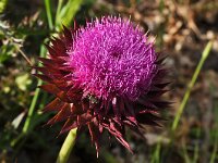 Carduus thoermeri 3, Saxifraga-Harry Jans