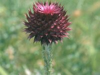 Carduus thoermeri 4, Saxifraga-Eugen Schaub