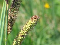 Carex acutiformis 1, Moeraszegge, Saxifraga-Jasenka Topic