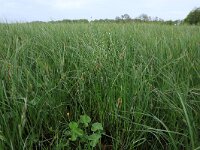 Carex acutiformis 14, Moeraszegge, Saxifraga-Hans Boll