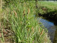 Carex acutiformis 2, Moeraszegge, Saxifraga-Rutger Barendse