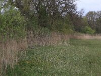 Carex acutiformis 21, Moeraszegge, Saxifraga-Hans Boll